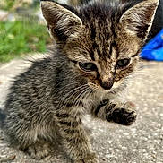 Tabby is registered to the contest to win money with this photo: animal, blurred_background, cat, closeup, concrete, curious, cute, ears, feline, fur, kitten, mammal, nature, outdoor, paw, pet, small, tabby, whiskers, young