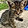 Tabby