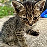 animal, blurred_background, cat, closeup, concrete, curious, cute, ears, feline, fur, kitten, mammal, nature, outdoor, paw, pet, small, tabby, whiskers, young