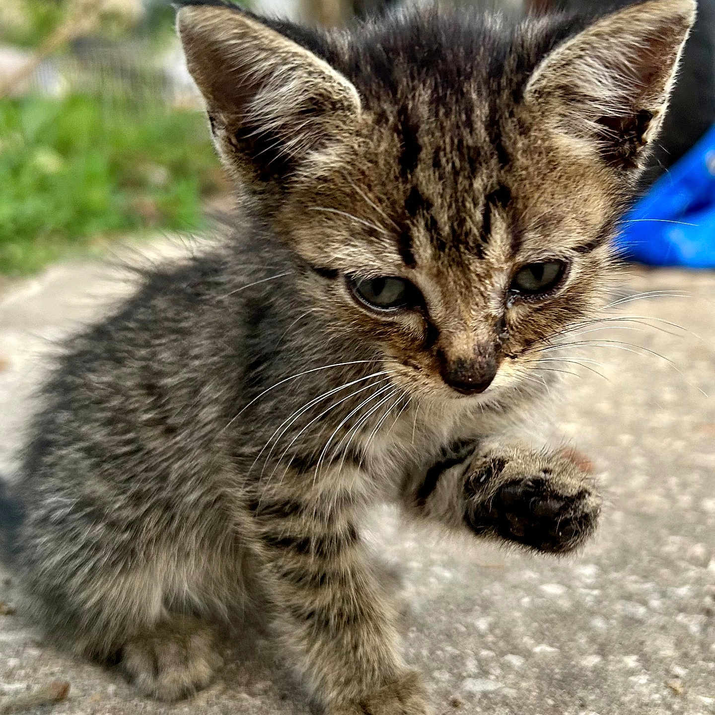 Tabby