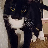 Digits joined the competition — help win amazing prizes! animal, black_and_white, cat, close_up, curious, cushion, cute, domestic_cat, feline, four_paws, fur, household, indoor, looking_at_camera, pet, portrait, tuxedo_cat, wall, whiskers, yellow_eyes