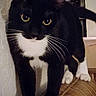 animal, black_and_white, cat, close_up, curious, cushion, cute, domestic_cat, feline, four_paws, fur, household, indoor, looking_at_camera, pet, portrait, tuxedo_cat, wall, whiskers, yellow_eyes