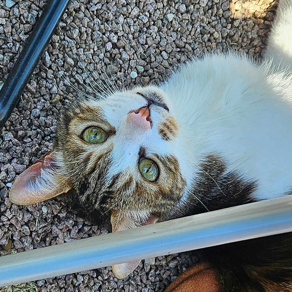 Hekko participe au concours pour gagner de l'argent avec cette photo : animal, cat, clothing, face, footwear, grass, gravel, head, kitten, manx, pebble, person, pet, photography, plant, portrait, road, rock, shoe, soil