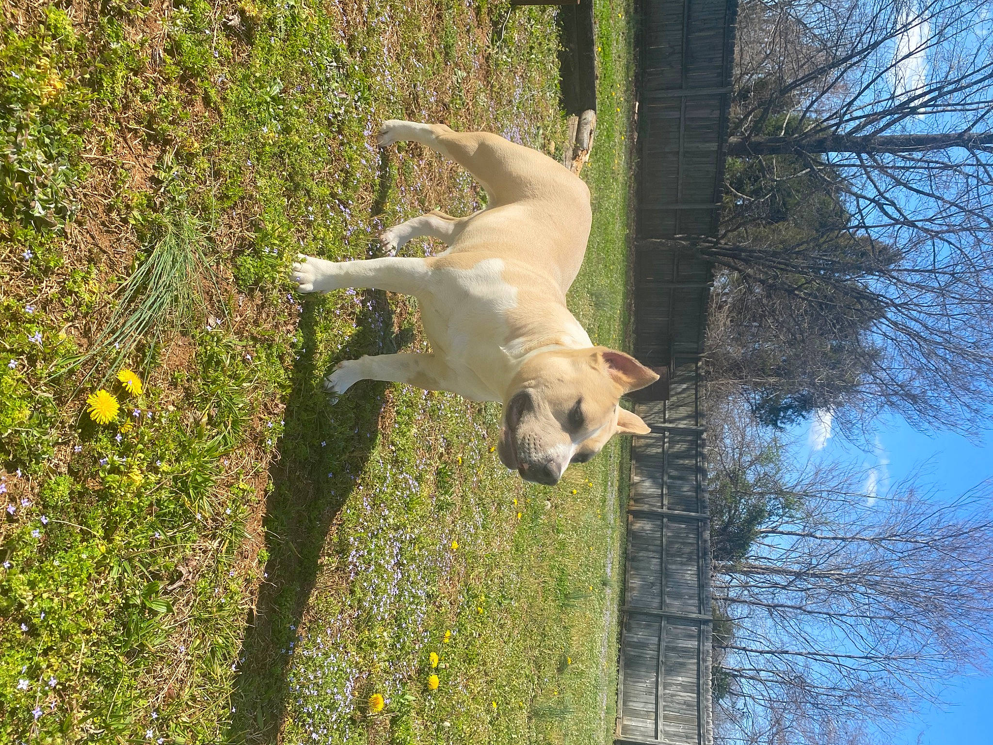 Ammo joined the competition — help win amazing prizes! annual_plant, canidae, carnivore, companion_dog, dog, dog_breed, fawn, flower, grass, groundcover, plant, shadow, shrub, sky, sporting_group, tail, tree, trunk, twig, working_animal