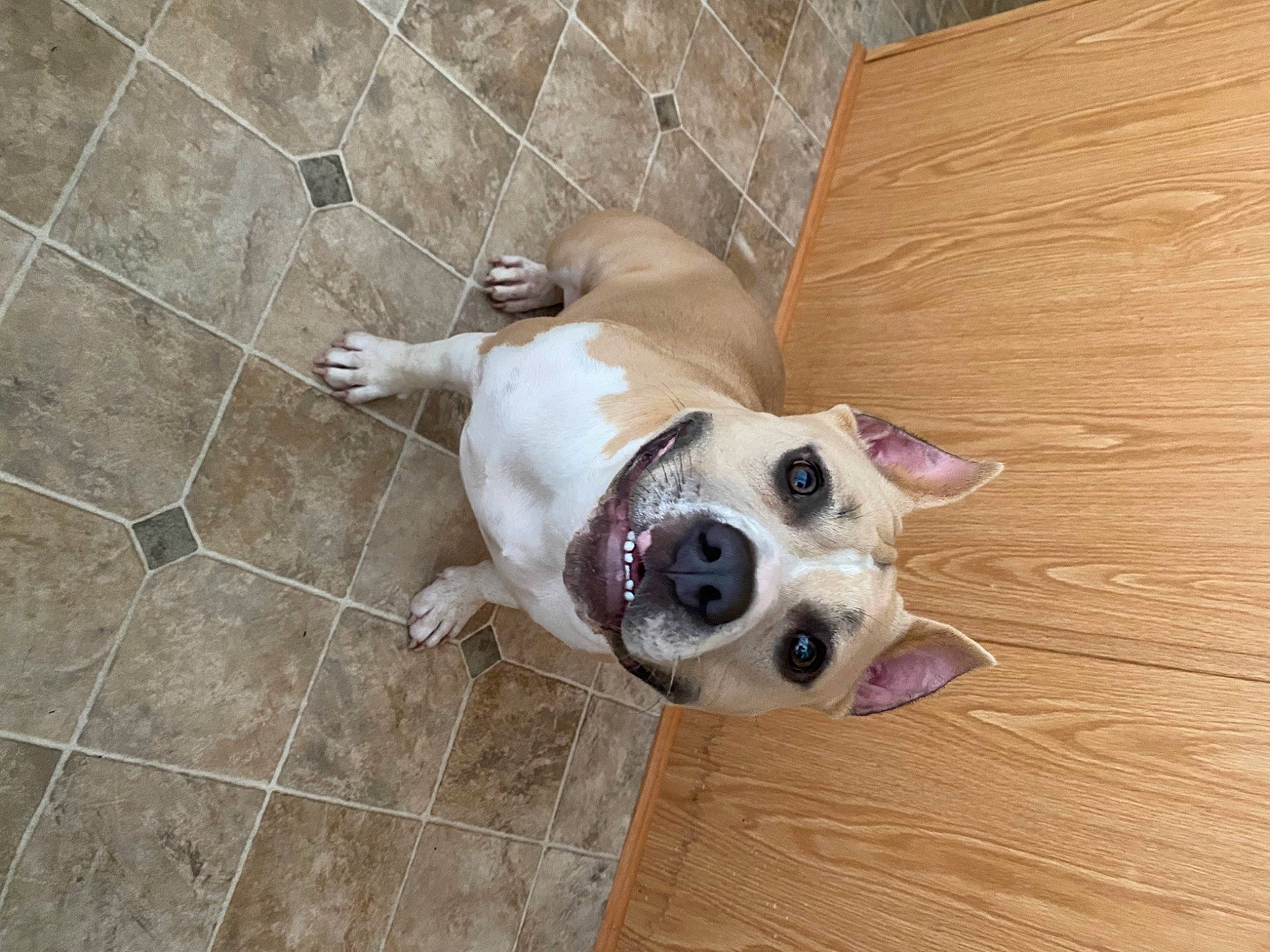 Ammo joined the competition — help win amazing prizes! boston_terrier, canidae, carnivore, collar, companion_dog, dog, dog_breed, dog_collar, dog_supply, flooring, hardwood, paw, pet_supply, tail, terrestrial_animal, tile_flooring, toy_dog, whiskers, wood, working_animal