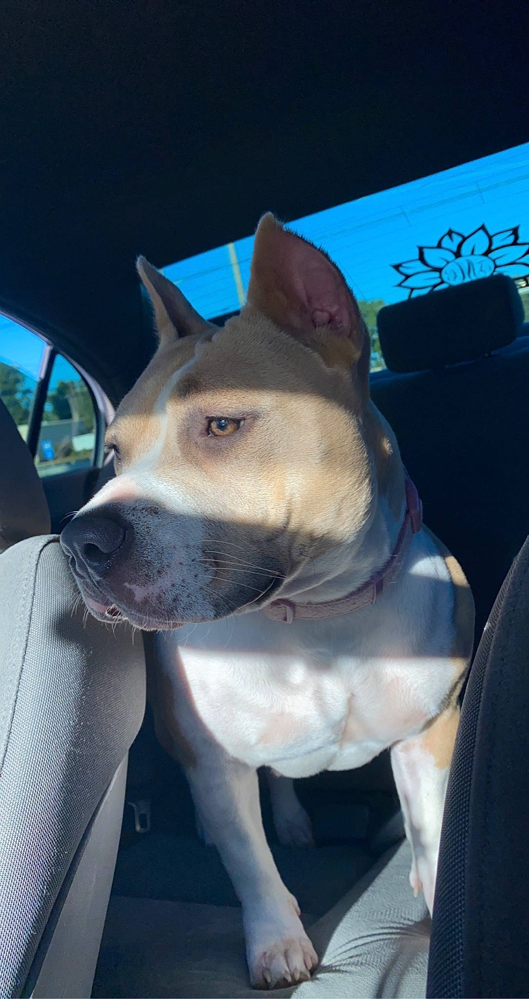 Ammo is registered to the contest to win money with this photo: canidae, carnivore, collar, companion_dog, dog, dog_breed, electric_blue, fawn, felidae, fur, jaw, non_sporting_group, small_to_medium_sized_cats, snout, sporting_group, vehicle, whiskers, window, working_animal, working_dog