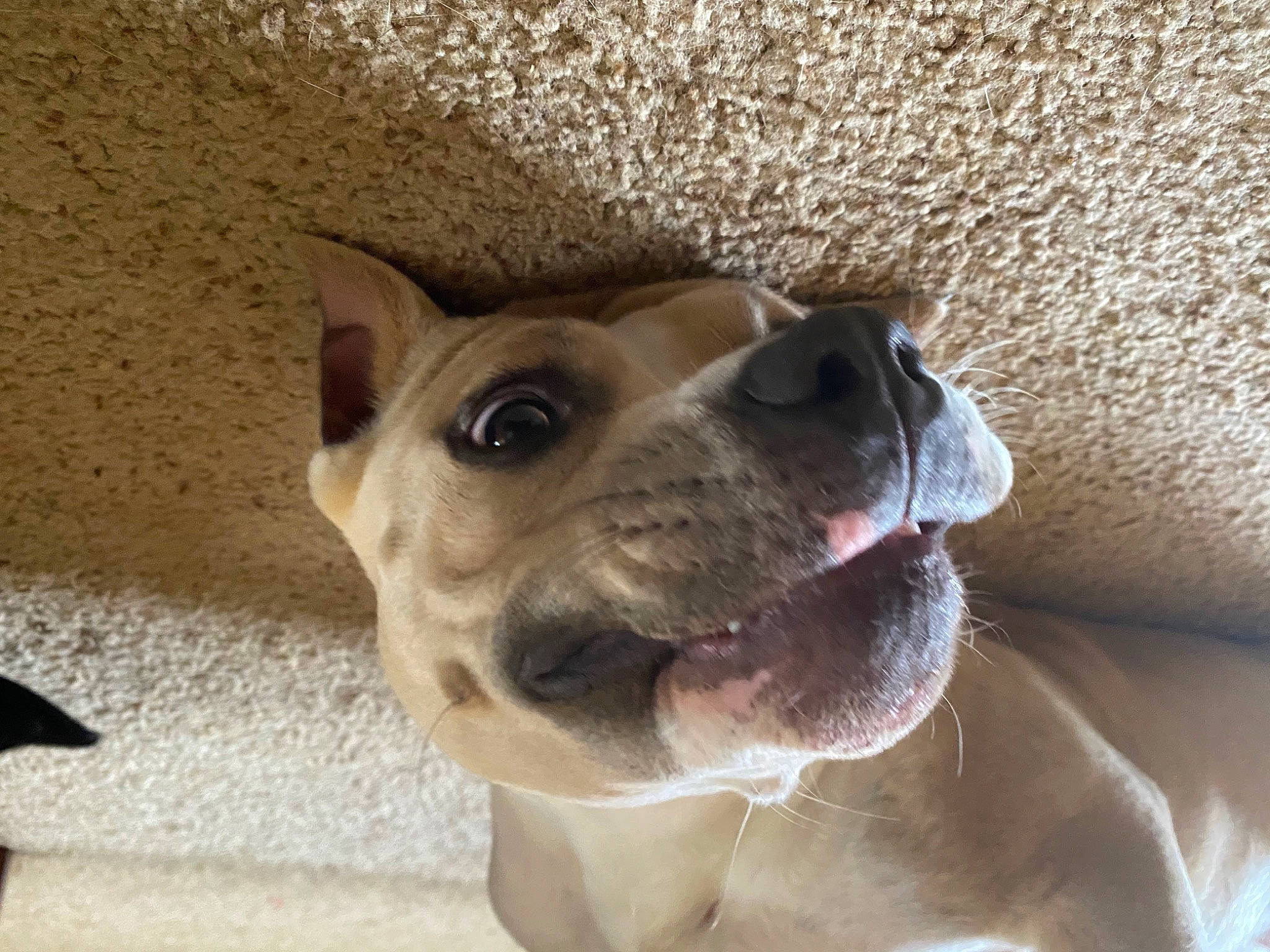 Ammo joined the competition — help win amazing prizes! canidae, carnivore, collar, companion_dog, dog, dog_breed, dog_collar, ear, eye, fang, fawn, fur, jaw, paw, pet_supply, snout, sporting_group, whiskers, working_animal, wrinkle