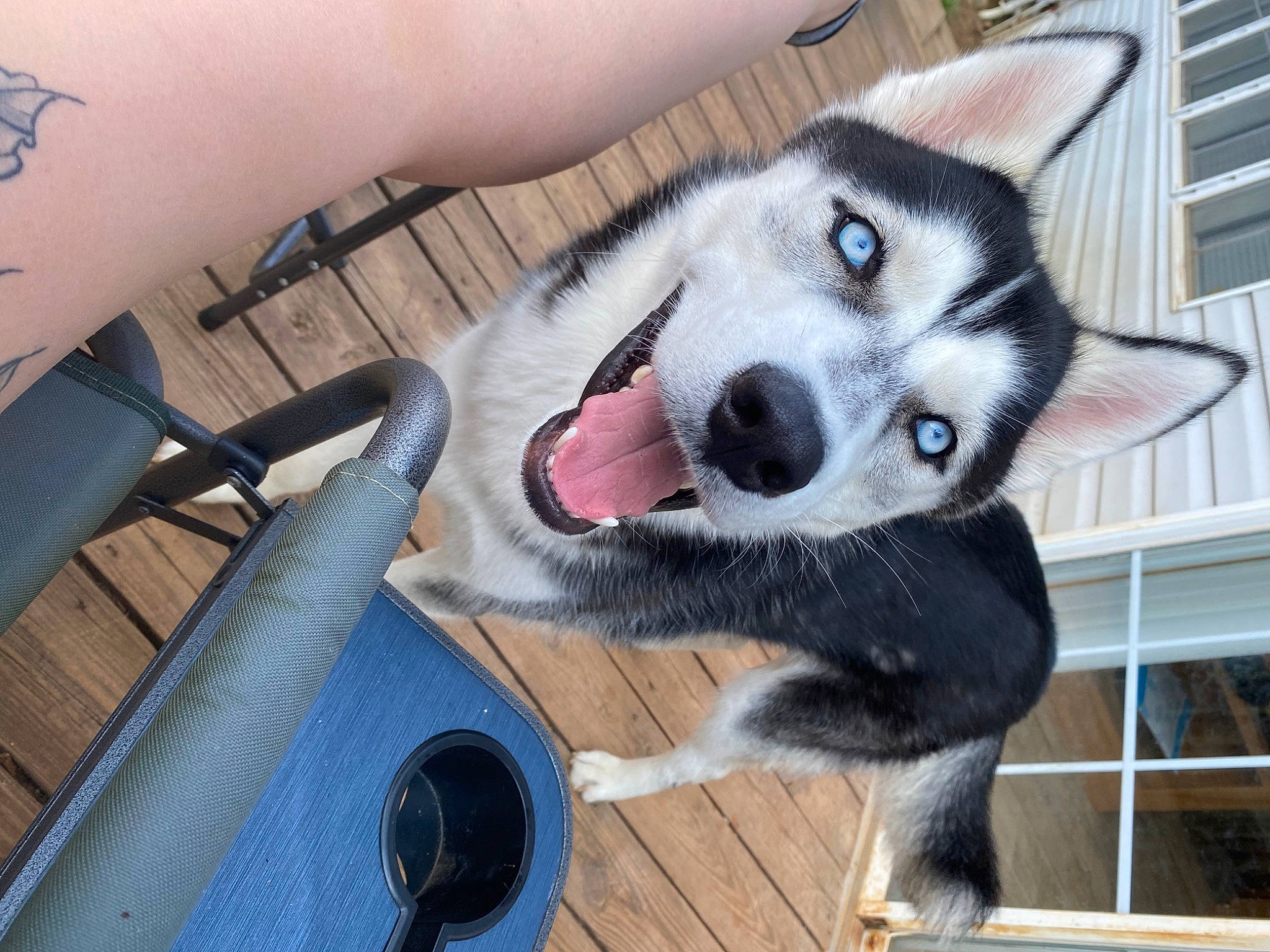 Sammie is registered to the contest to win money with this photo: canidae, canis, carnivore, chair, companion_dog, dog, dog_breed, flooring, fur, sled_dog, snout, spoon, sporting_group, table, tableware, terrestrial_animal, whiskers, window, working_animal, working_dog