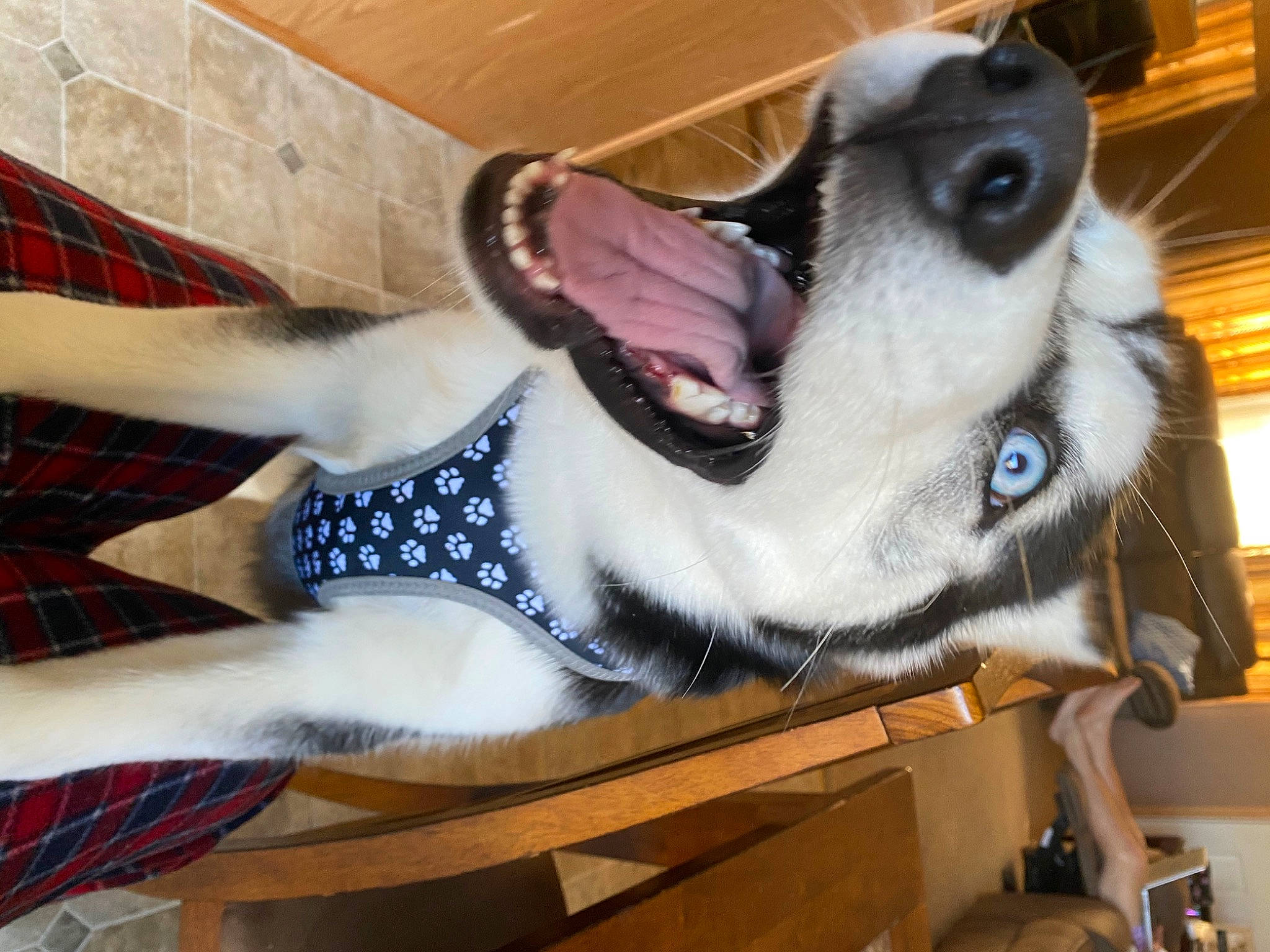 Sammie joined the competition — help win amazing prizes! carnivore, collar, companion_dog, dog, dog_breed, dog_collar, dog_supply, fang, fawn, felidae, foot, jaw, leash, personal_protective_equipment, plaid, small_to_medium_sized_cats, snout, tail, tartan, whiskers