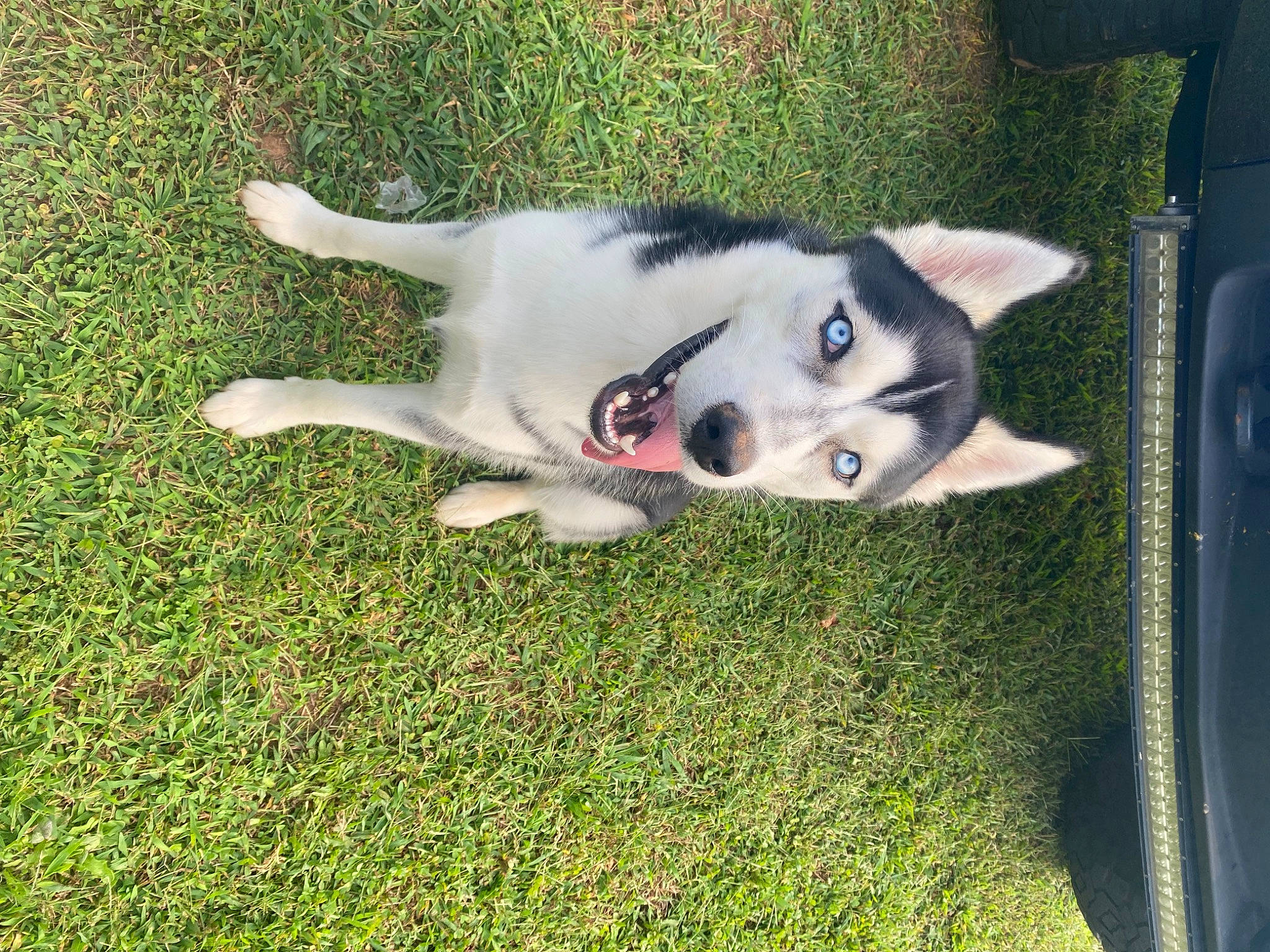 Sammie joined the competition — help win amazing prizes! art, canidae, carnivore, cat, companion_dog, dog, dog_breed, fawn, felidae, fur, grass, herbaceous_plant, non_sporting_group, plant, small_to_medium_sized_cats, snout, sporting_group, tail, tree, whiskers