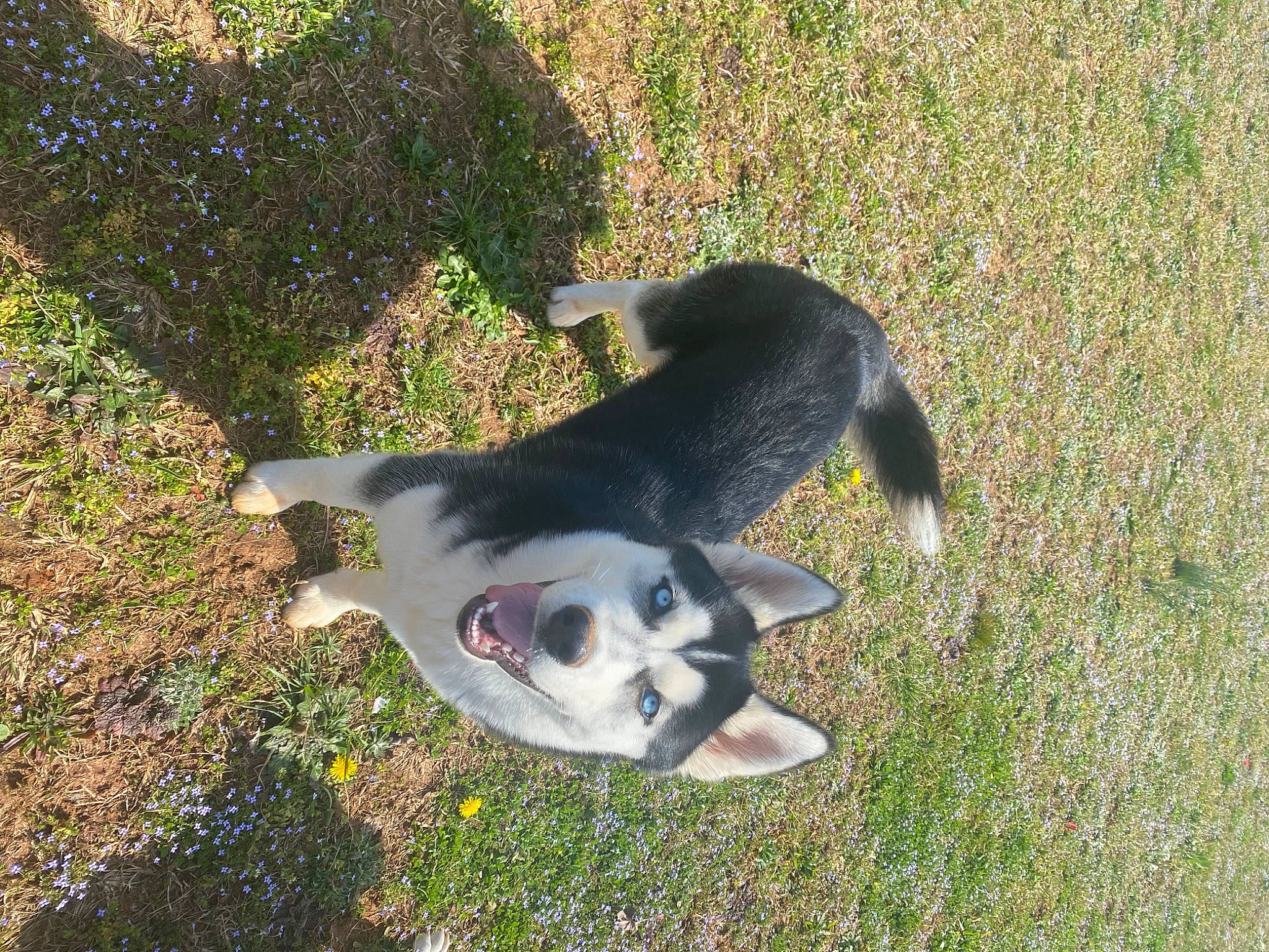 Sammie is registered to the contest to win money with this photo: canidae, carnivore, companion_dog, dog, dog_breed, dog_supply, grass, hunting_dog, non_sporting_group, paw, plant, shadow, snout, soil, sporting_group, tail, terrestrial_animal, whiskers, working_animal, working_dog