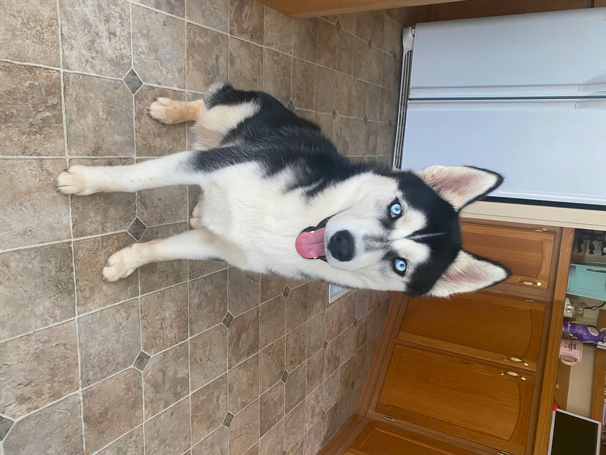 Sammie joined the competition — help win amazing prizes! cabinetry, canidae, carnivore, cat, companion_dog, dog_breed, domestic_short_haired_cat, felidae, floor, flooring, fur, hardwood, home_appliance, paw, small_to_medium_sized_cats, snout, sporting_group, tail, whiskers, wood