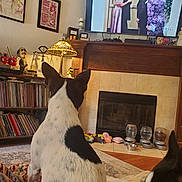 Clara Bell joined the competition — help win amazing prizes! black_and_white_dog, blanket, bookshelf, carpet, cozy, decor, dog, entertainment, fireplace, home, indoor, lamp, living_room, pet_feeders, pets, relaxing, television, toys, watching_tv, wooden_furniture