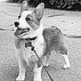animal, bushes, canine, collar, companion, corgi, dog, ears_up, fur, happy, leash, mammal, nature, outdoor, pavement, pet, side_view, standing, tongue_out, walking