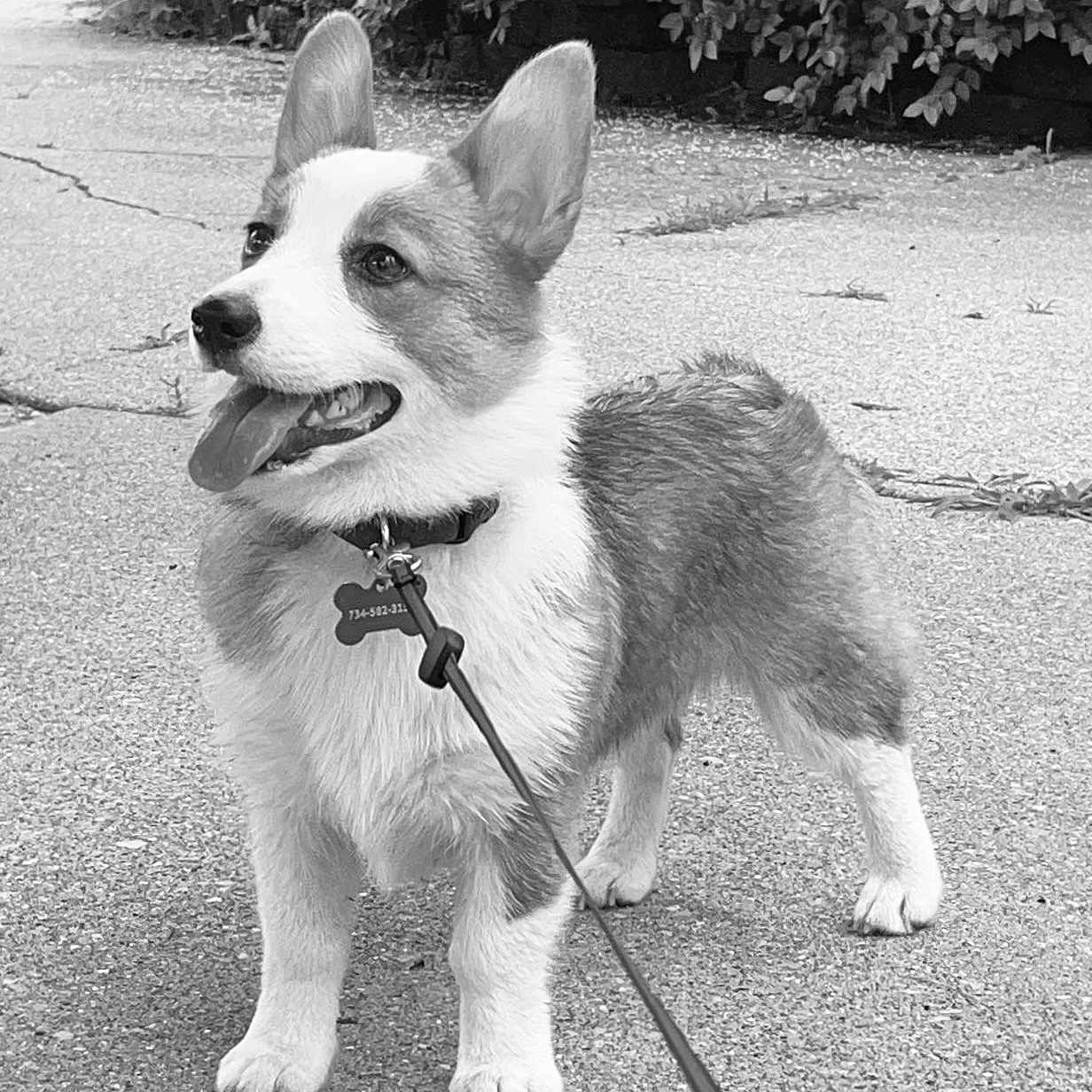 Raven is registered to the contest to win money with this photo: animal, bushes, canine, collar, companion, corgi, dog, ears_up, fur, happy, leash, mammal, nature, outdoor, pavement, pet, side_view, standing, tongue_out, walking