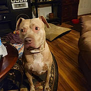 Naenae is registered to the contest to win money with this photo: dog, indoor, carpet, wood_floor, furniture, table, living_room, pet, canine, brown_dog, ears, eyes, flooring, rug, home, dog_bed, sitting, animal, household, domestic