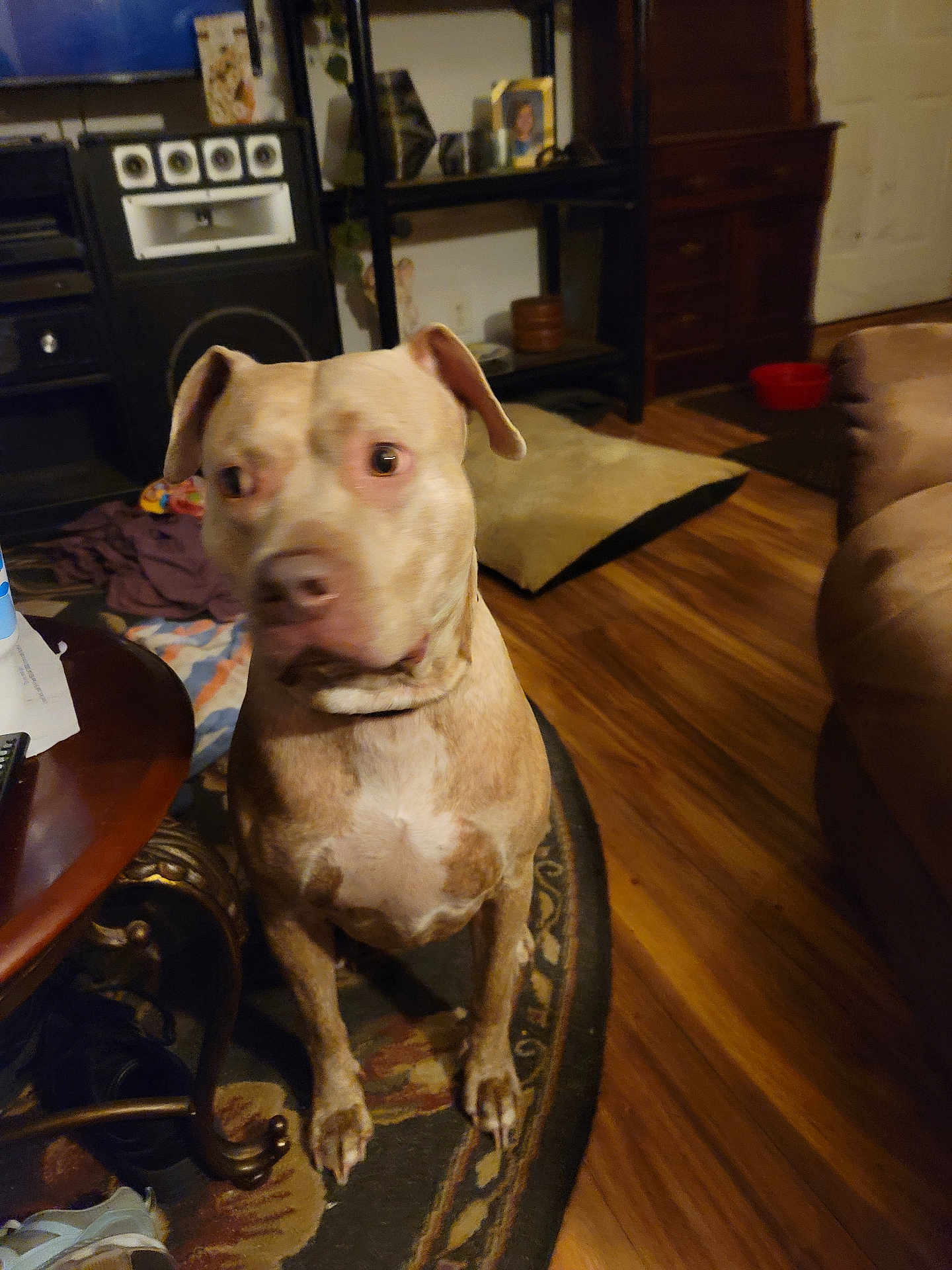 Naenae is registered to the contest to win money with this photo: dog, indoor, carpet, wood_floor, furniture, table, living_room, pet, canine, brown_dog, ears, eyes, flooring, rug, home, dog_bed, sitting, animal, household, domestic