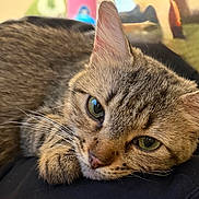 Isha joined the competition — help win amazing prizes! animal, cat, closeup, cozy, cute, domestic, ears, face, feline, fur, green_eyes, indoor, lying_down, pet, relaxed, resting, sleepy, soft, tabby, whiskers