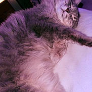 Snoopy is registered to the contest to win money with this photo: animal, bed, cat, closeup, cozy, cute, domestic_cat, feline, fluffy, fur, gray_cat, indoor, nap, pet, purple_tint, relaxed, resting, sleeping, soft_lighting, whiskers