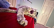 Snoopy is registered to the contest to win money with this photo: bed, carpet, cat, cozy, curtains, decor, door, feline, fluffy, furniture, indoor, paws, pet, purple_light, red_bedspread, relaxing, room, sleepy, stretching, yawning