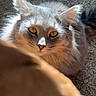 Snoopy is registered to the contest to win money with this photo: animal, carpet, cat, closeup, curious, cute, domestic_animal, ears, feline, fluffy, furry, gray_cat, indoor, looking_up, pet, portrait, relaxed, soft_light, whiskers, yellow_eyes
