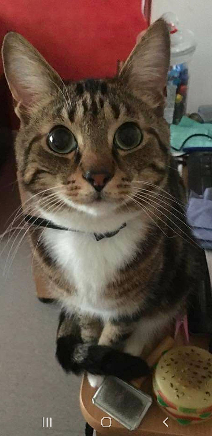 Pluton participe au concours pour gagner de l'argent avec cette photo : carnivore, cat, collar, domestic_short_haired_cat, felidae, fur, iris, paw, pet_supply, small_to_medium_sized_cats, snout, terrestrial_animal, whiskers