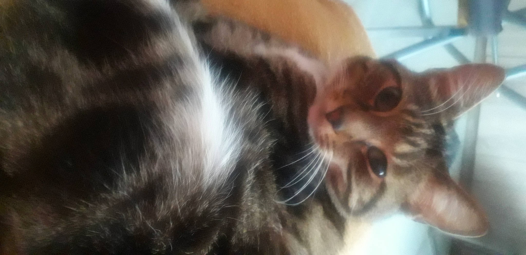 Pluton participe au concours pour gagner de l'argent avec cette photo : carnivore, cat, claw, close_up, comfort, domestic_short_haired_cat, ear, eyelash, felidae, fur, gesture, paw, small_to_medium_sized_cats, snout, tail, whiskers