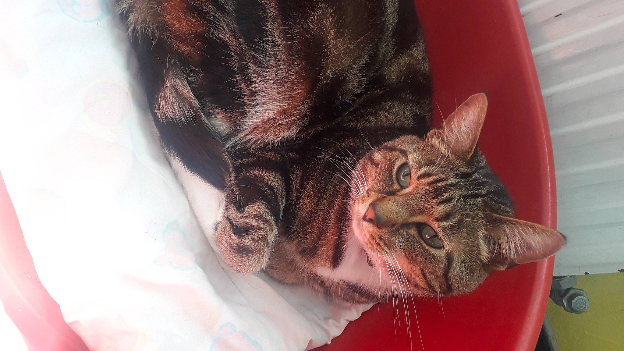 Pluton participe au concours pour gagner de l'argent avec cette photo : carnivore, cat, claw, comfort, domestic_short_haired_cat, ear, eye, felidae, fur, gesture, nap, paw, plant, sleep, small_to_medium_sized_cats, snout, tail, tree, whiskers, window