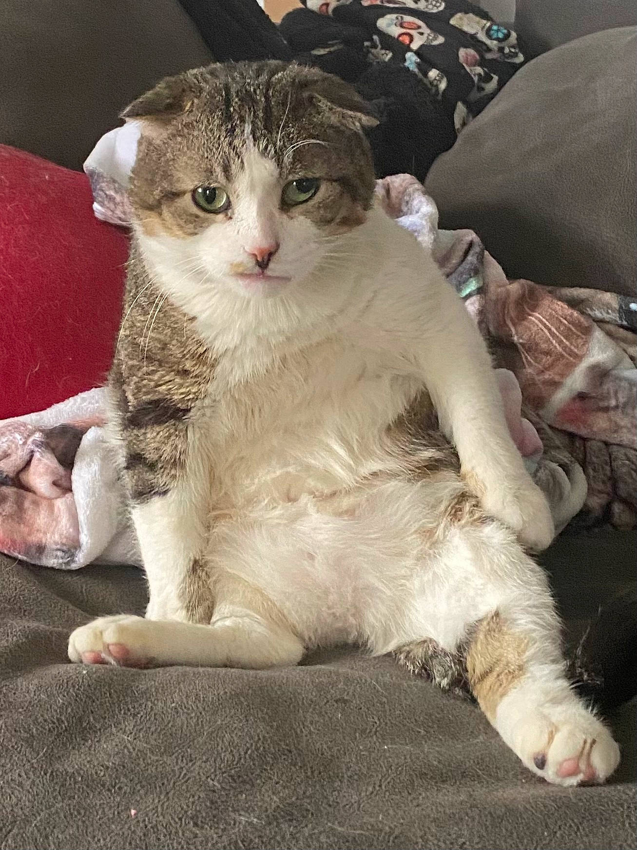 Ewok joined the competition — help win amazing prizes! carnivore, cat, claw, comfort, couch, domestic_short_haired_cat, fawn, felidae, foot, fur, paw, plant, small_to_medium_sized_cats, snout, tail, terrestrial_animal, whiskers