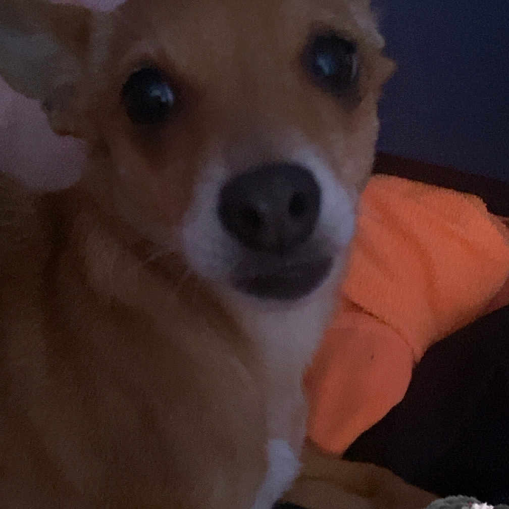 Nala Turner is registered to the contest to win money with this photo: animal, blanket, blur, brown, close_up, companion, cozy, cute, digital_sticker, dog, ears, face, fur, indoor, looking, orange, pet, resting, small_dog, snout