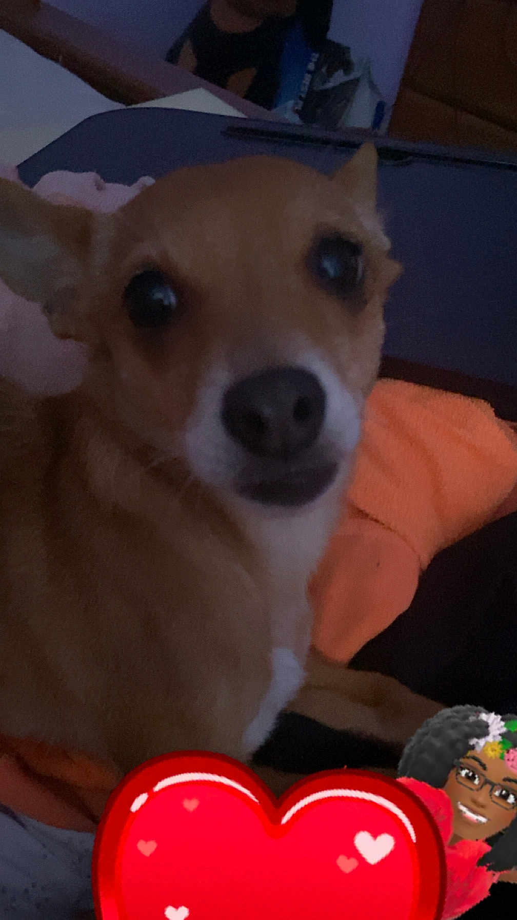 Nala Turner is registered to the contest to win money with this photo: dog, pet, brown, close_up, indoor, blanket, orange, cute, animal, face, resting, small_dog, companion, cozy, fur, ears, snout, looking, blur, digital_sticker