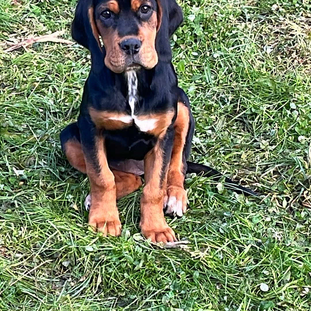Maya participe au concours pour gagner de l'argent avec cette photo : animal, appenzeller, beagle, boxer, bulldog, canine, dog, field, grass, grassland, hound, labradorretriever, lawn, nature, outdoors, pet, plant, puppy, water, yard