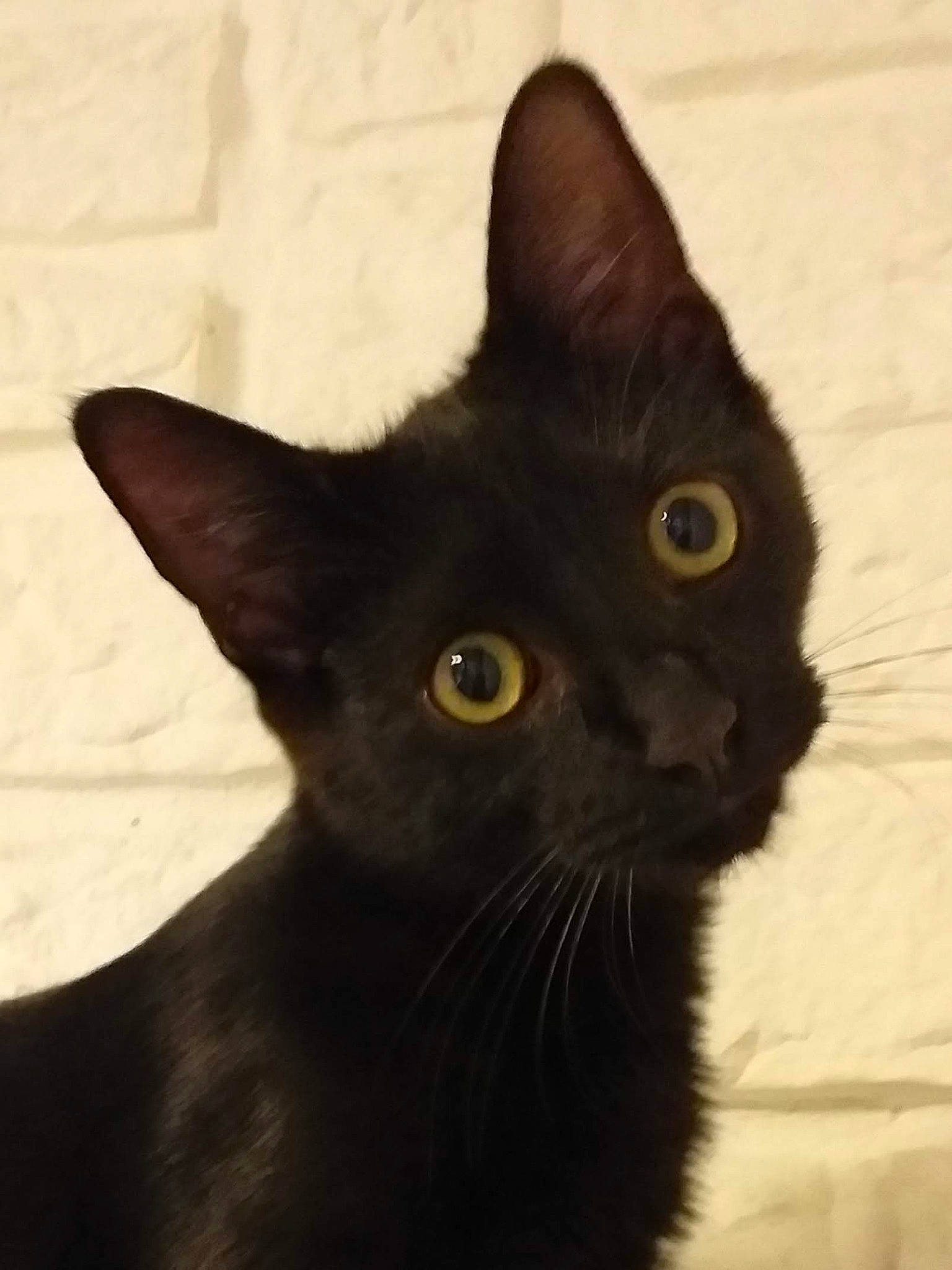 Zappa a rejoint le concours — aidez-le/la à gagner de superbes lots ! black_cat, bombay, carnivore, cat, domestic_short_haired_cat, ear, felidae, fur, havana_brown, small_to_medium_sized_cats, snout, terrestrial_animal, whiskers