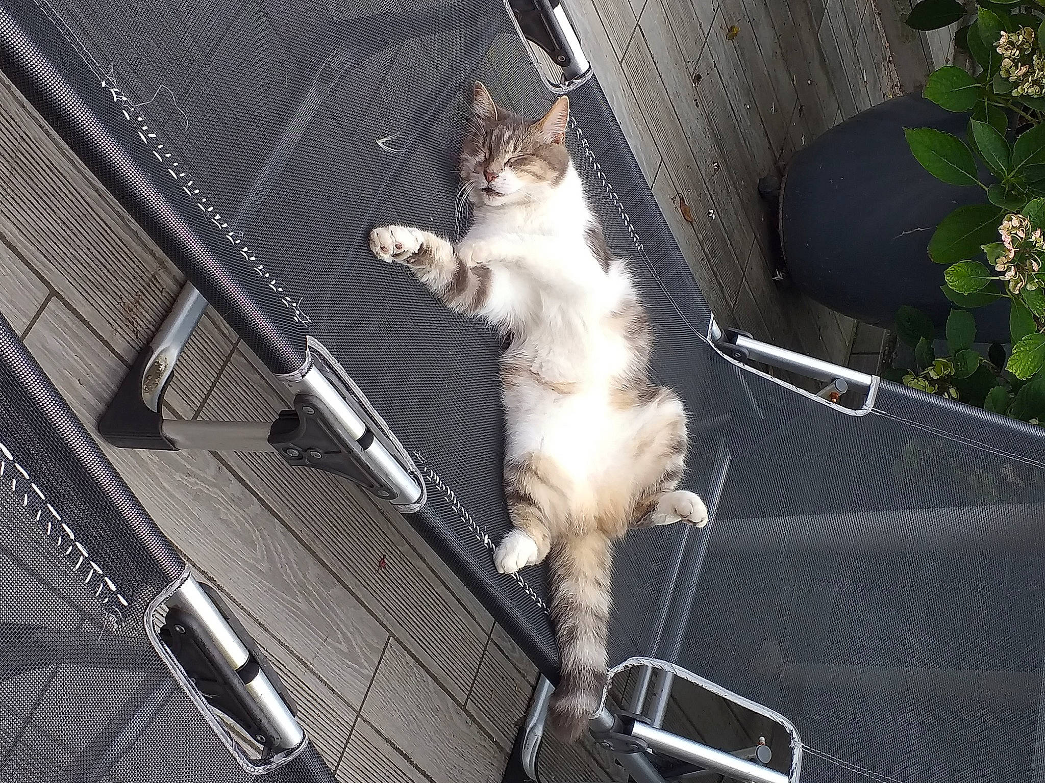 Grey a rejoint le concours — aidez-le/la à gagner de superbes lots ! auto_part, automotive_exterior, carnivore, cat, collar, domestic_short_haired_cat, felidae, flowerpot, fur, metal, motor_vehicle, plant, small_to_medium_sized_cats, snout, tail, tree, vehicle, whiskers, window, windshield