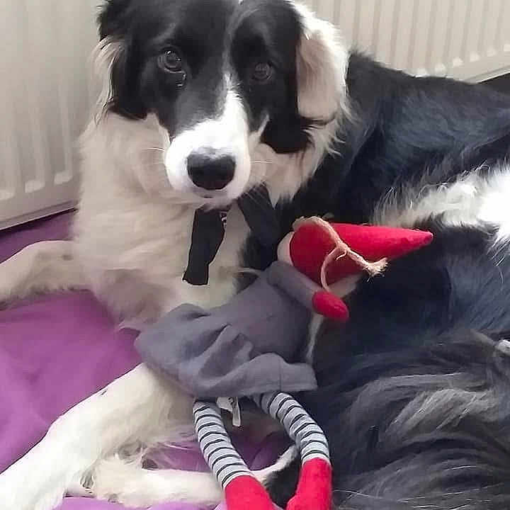 Janis participe au concours pour gagner de l'argent avec cette photo : animal, ball, canine, clothing, couch, dog, footwear, furniture, hosiery, hound, indoors, interiordesign, pet, plush, puppy, shoe, sneaker, sock, sport, toy