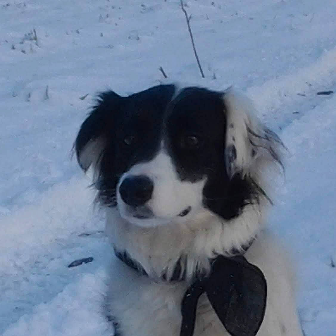 Janis a rejoint le concours — aidez-le/la à gagner de superbes lots ! bored, canidae, carnivore, companion_dog, dog, dog_breed, freezing, fur, gun_dog, herding_dog, snout, snow, sporting_group, winter, working_dog