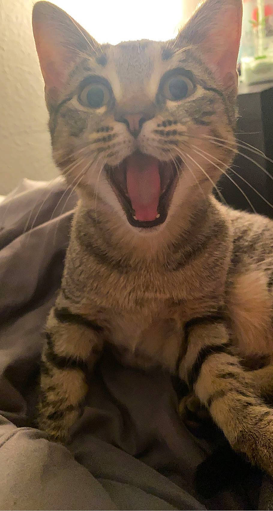 Venus joined the competition — help win amazing prizes! carnivore, cat, domestic_short_haired_cat, fang, fawn, felidae, fur, jaw, moustache, nose, paw, shout, small_to_medium_sized_cats, snout, tail, terrestrial_animal, whiskers, wildlife, window, yawn