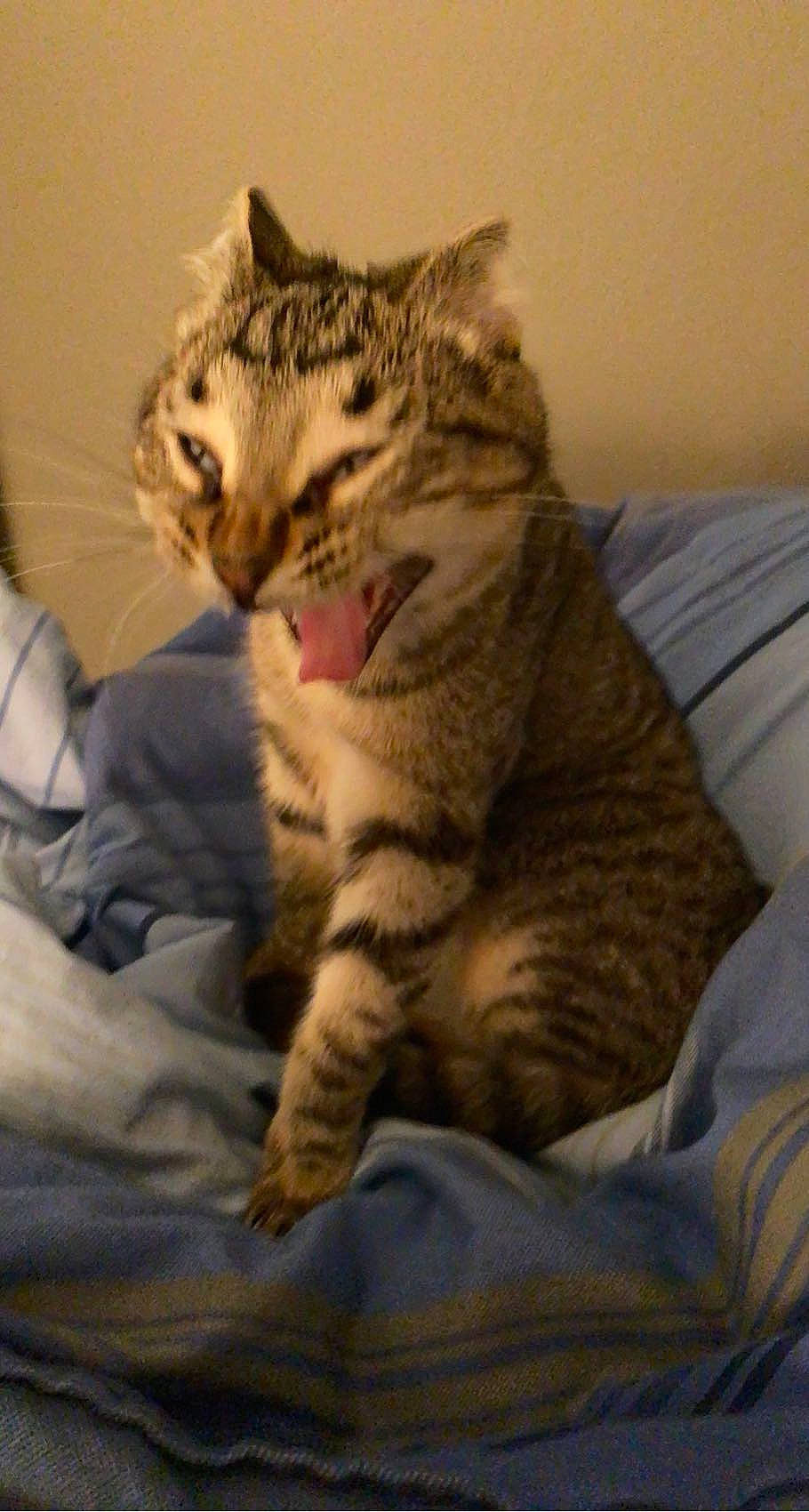 Venus joined the competition — help win amazing prizes! carnivore, cat, claw, comfort, domestic_short_haired_cat, felidae, fur, head, jaw, paw, sitting, small_to_medium_sized_cats, snout, tail, terrestrial_animal, whiskers, wildlife