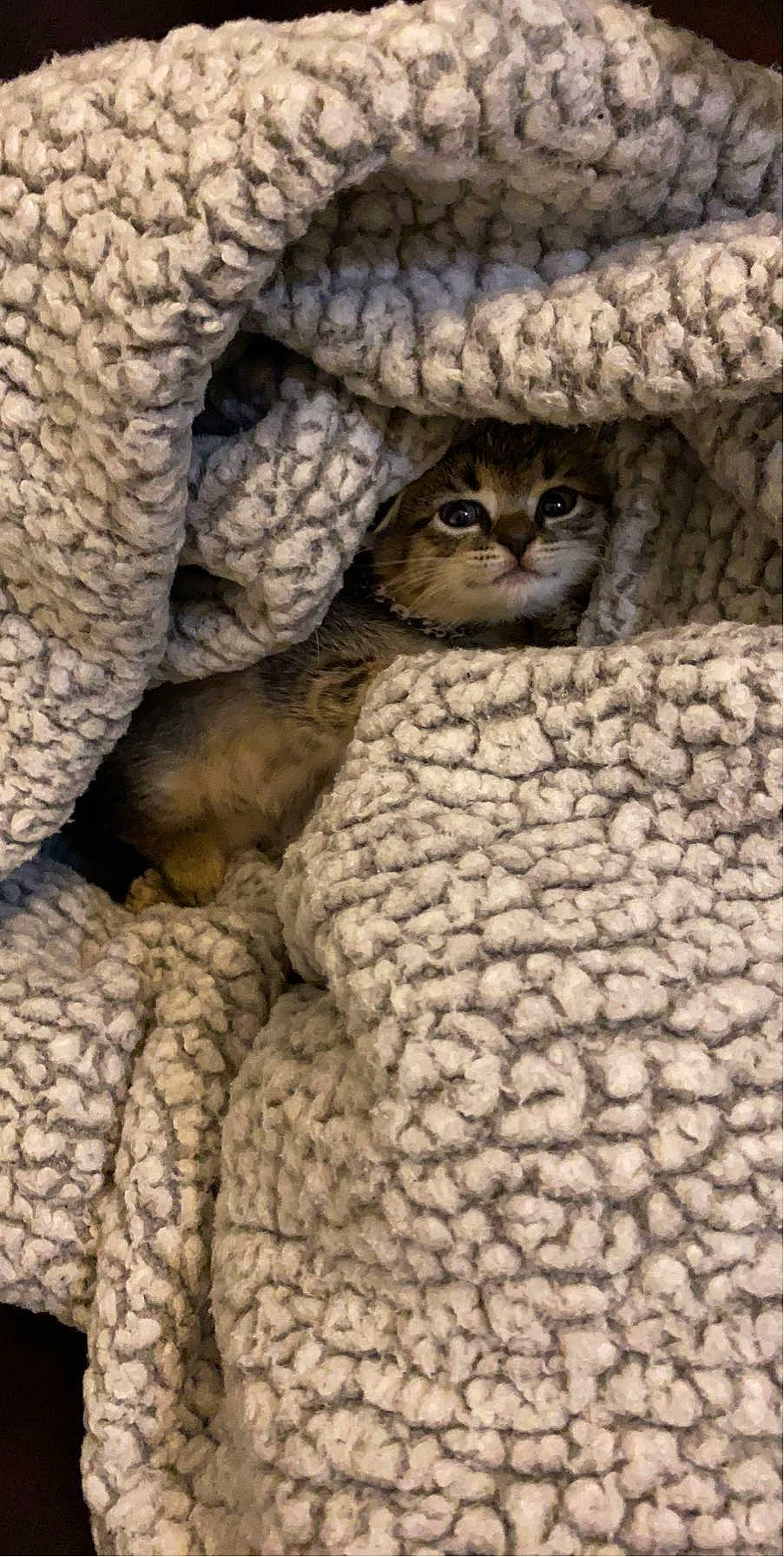 Venus joined the competition — help win amazing prizes! art, carnivore, cat, close_up, comfort, felidae, fur, pattern, small_to_medium_sized_cats, snout, terrestrial_animal, visual_arts, whiskers, wildlife, wool