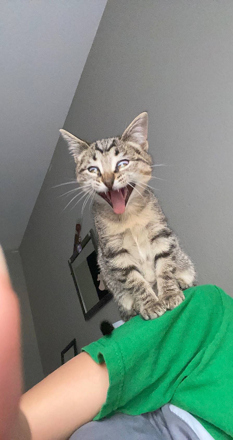 Venus joined the competition — help win amazing prizes! bed, box, cardboard, carnivore, cat, comfort, domestic_short_haired_cat, drawer, felidae, fur, gesture, paw, sitting, small_to_medium_sized_cats, whiskers