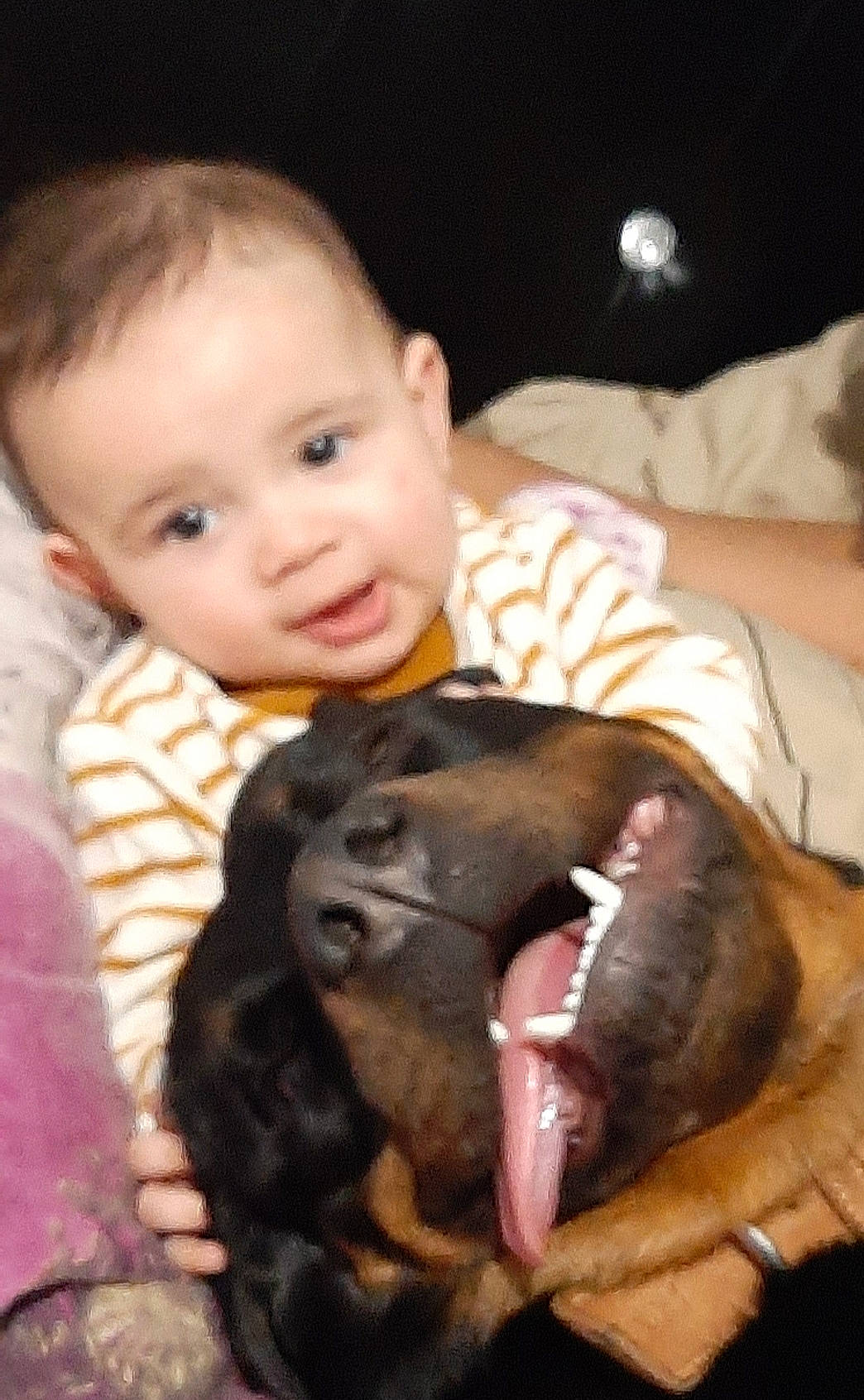 Aimé participe au concours pour gagner de l'argent avec cette photo : carnivore, child, comfort, companion_dog, dog, dog_breed, ear, fawn, fun, fur, happy, jaw, liver, nose, person, skin, smile, snout, sporting_group, toddler