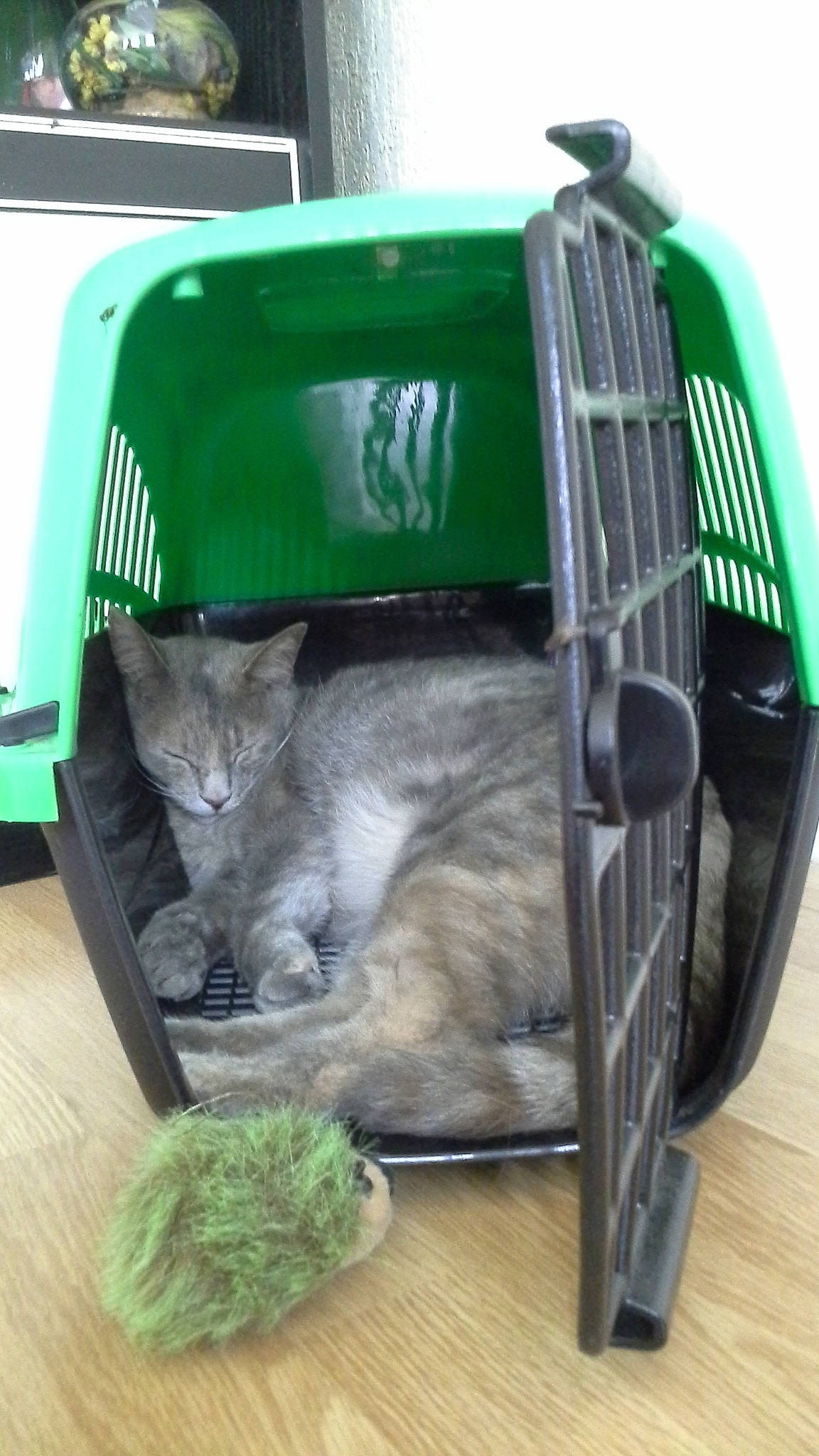 Mellow participe au concours pour gagner de l'argent avec cette photo : carnivore, cat, cat_supply, dog_crate, domestic_short_haired_cat, felidae, pet_supply, small_to_medium_sized_cats, whiskers