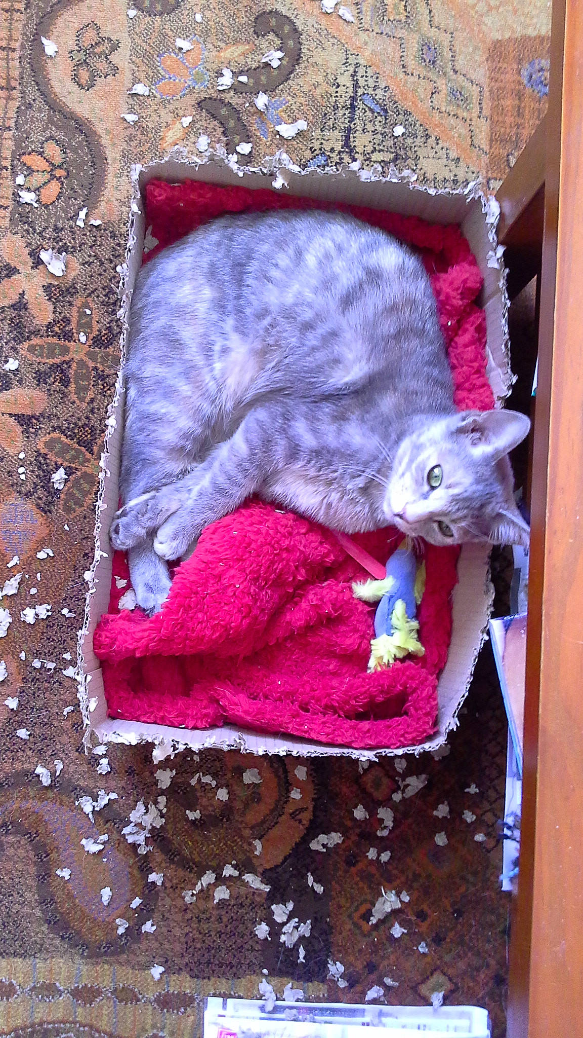 Mellow participe au concours pour gagner de l'argent avec cette photo : british_shorthair, carnivore, cat, chartreux, domestic_short_haired_cat, felidae, kitten, korat, pink, russian_blue, small_to_medium_sized_cats