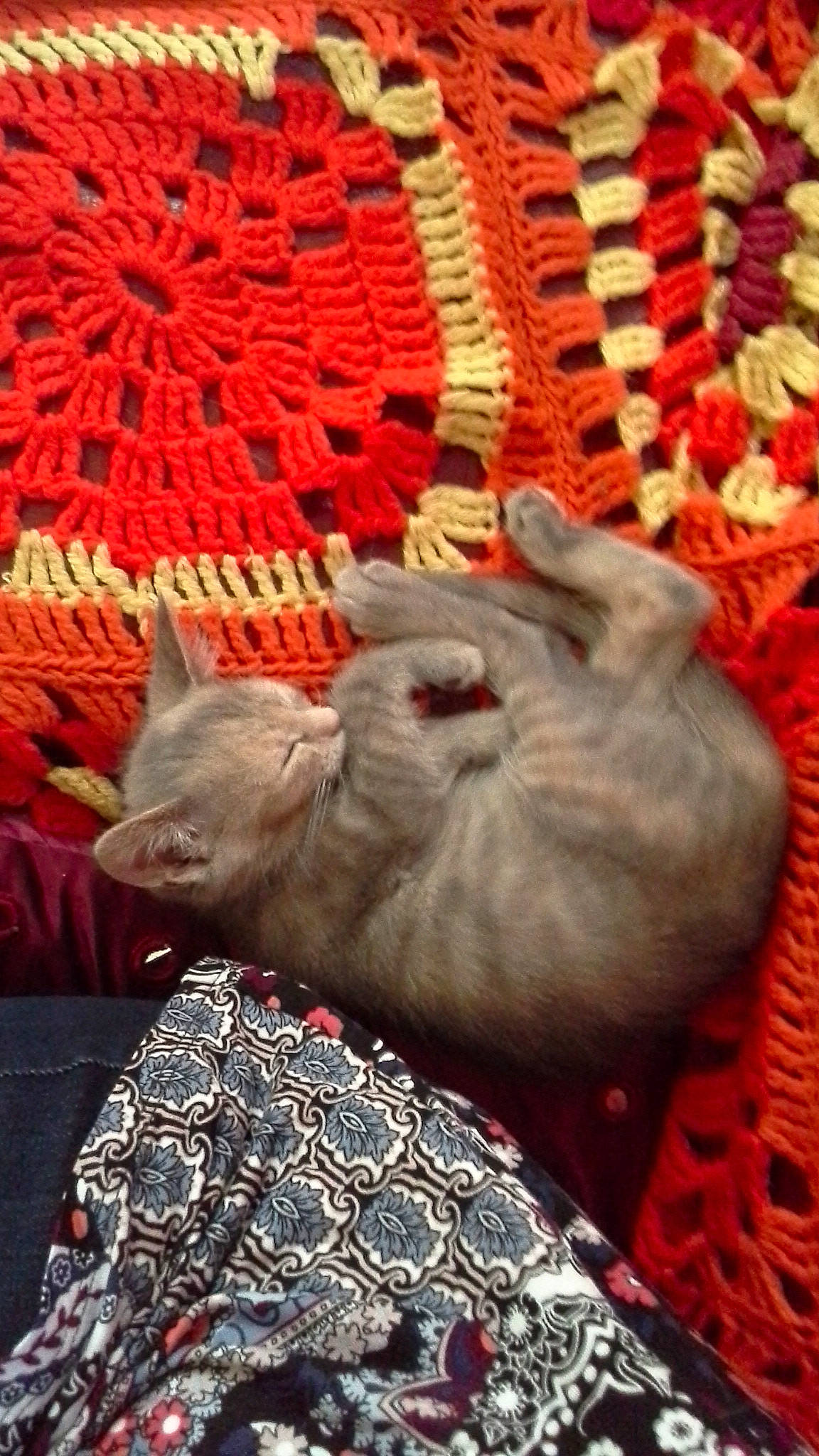 Mellow participe au concours pour gagner de l'argent avec cette photo : british_shorthair, carnivore, cat, chartreux, crochet, donskoy, fawn, felidae, kitten, knitting, peterbald, russian_blue, small_to_medium_sized_cats, sphynx, ukrainian_levkoy