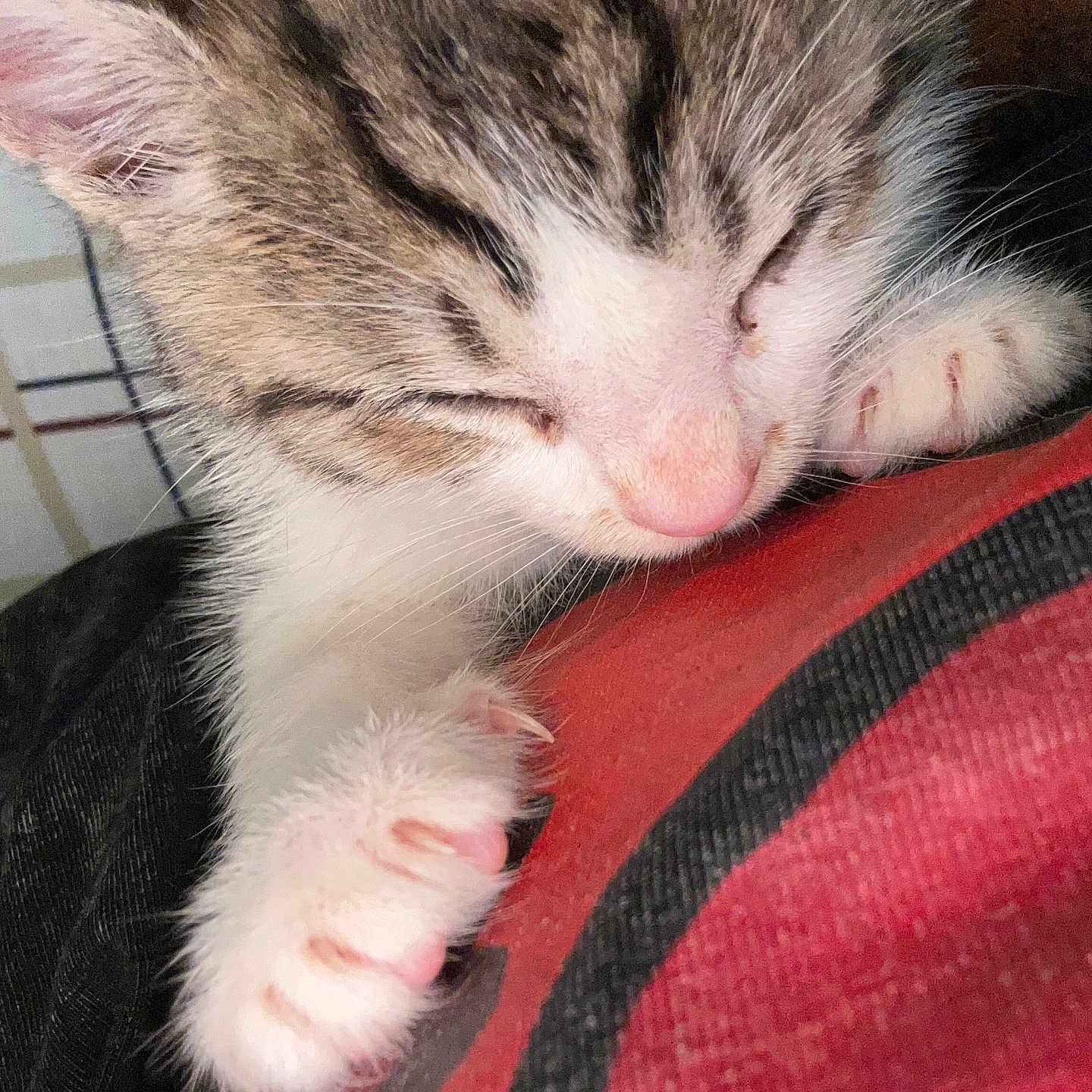 Jody joined the competition — help win amazing prizes! animal, close_up, comfort, cute, domestic_animal, ear, face, feline, fur, indoor, kitten, nose, paw, pet, pink_paw, resting, sleeping, soft, whiskers, young_cat