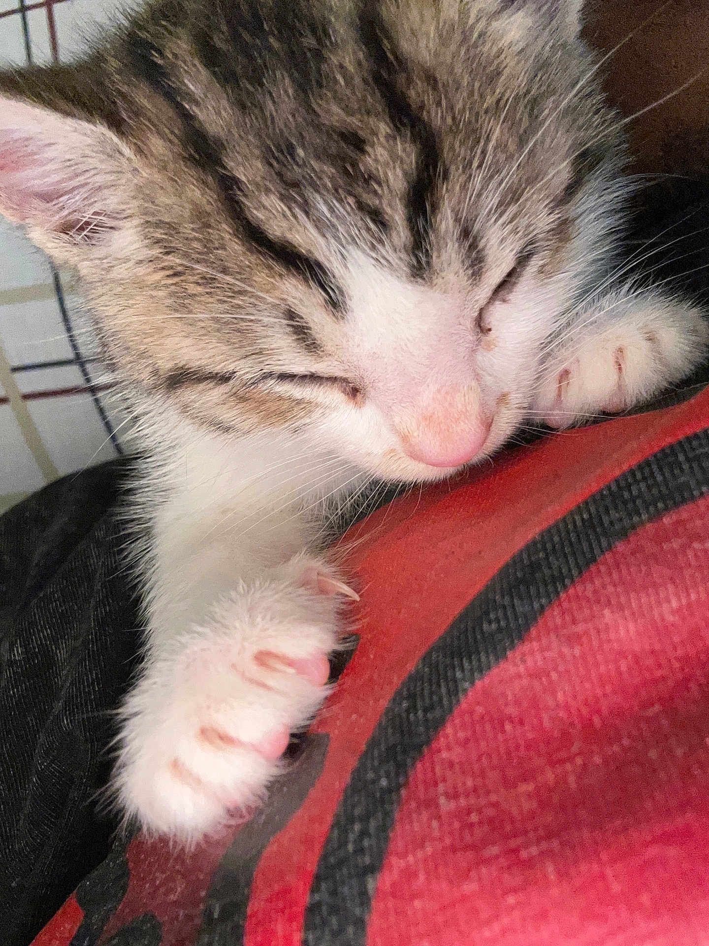 Jody joined the competition — help win amazing prizes! kitten, sleeping, close_up, paw, pink_paw, fur, whiskers, cute, pet, animal, domestic_animal, feline, resting, soft, indoor, young_cat, face, nose, ear, comfort