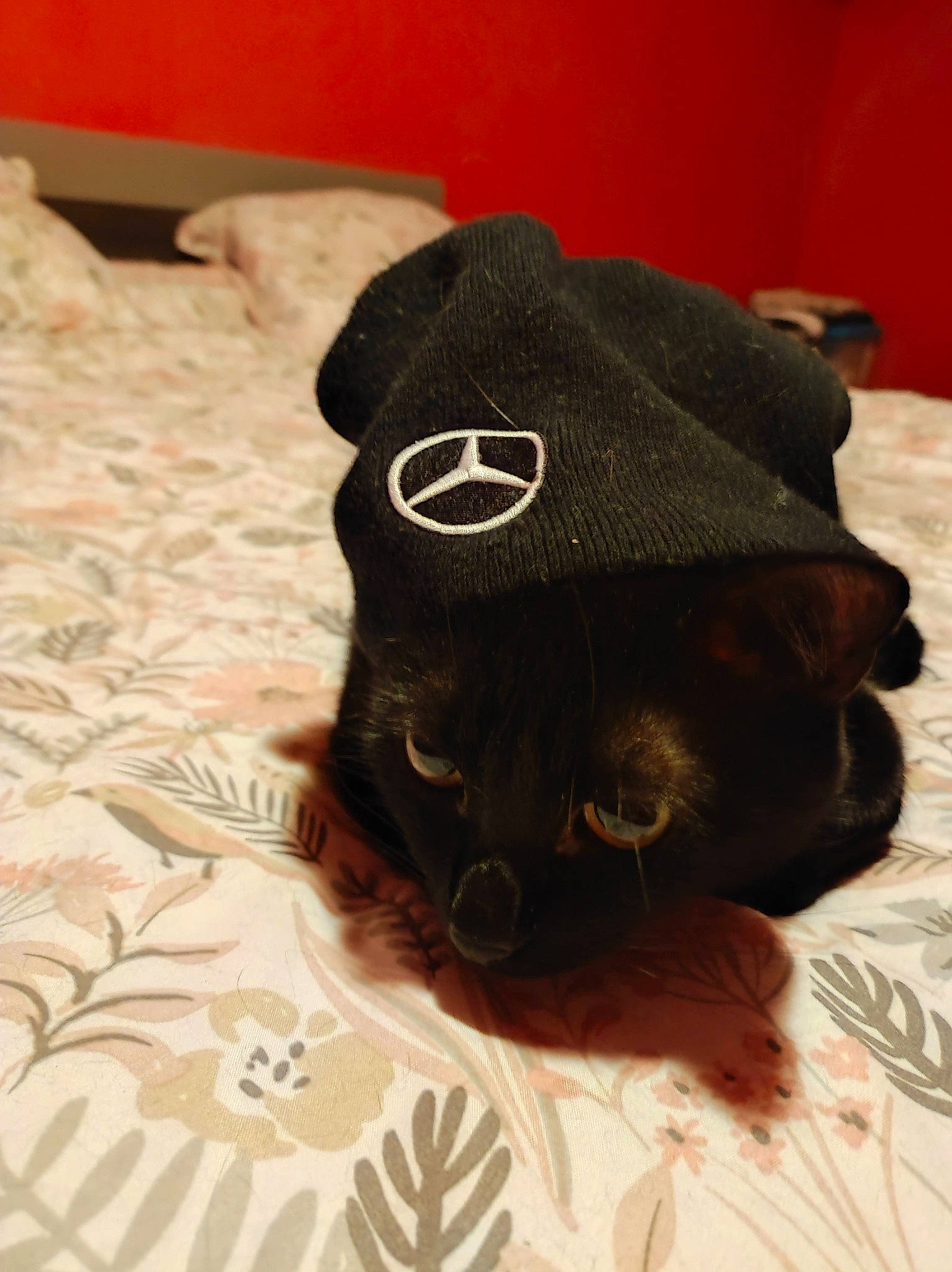 Cyrius a rejoint le concours — aidez-le/la à gagner de superbes lots ! baseball_cap, black_cat, cap, carnivore, cat, comfort, companion_dog, costume_hat, dog_breed, fashion_accessory, fedora, felidae, fur, hat, linens, small_to_medium_sized_cats, sun_hat, sunglasses, tail, toy