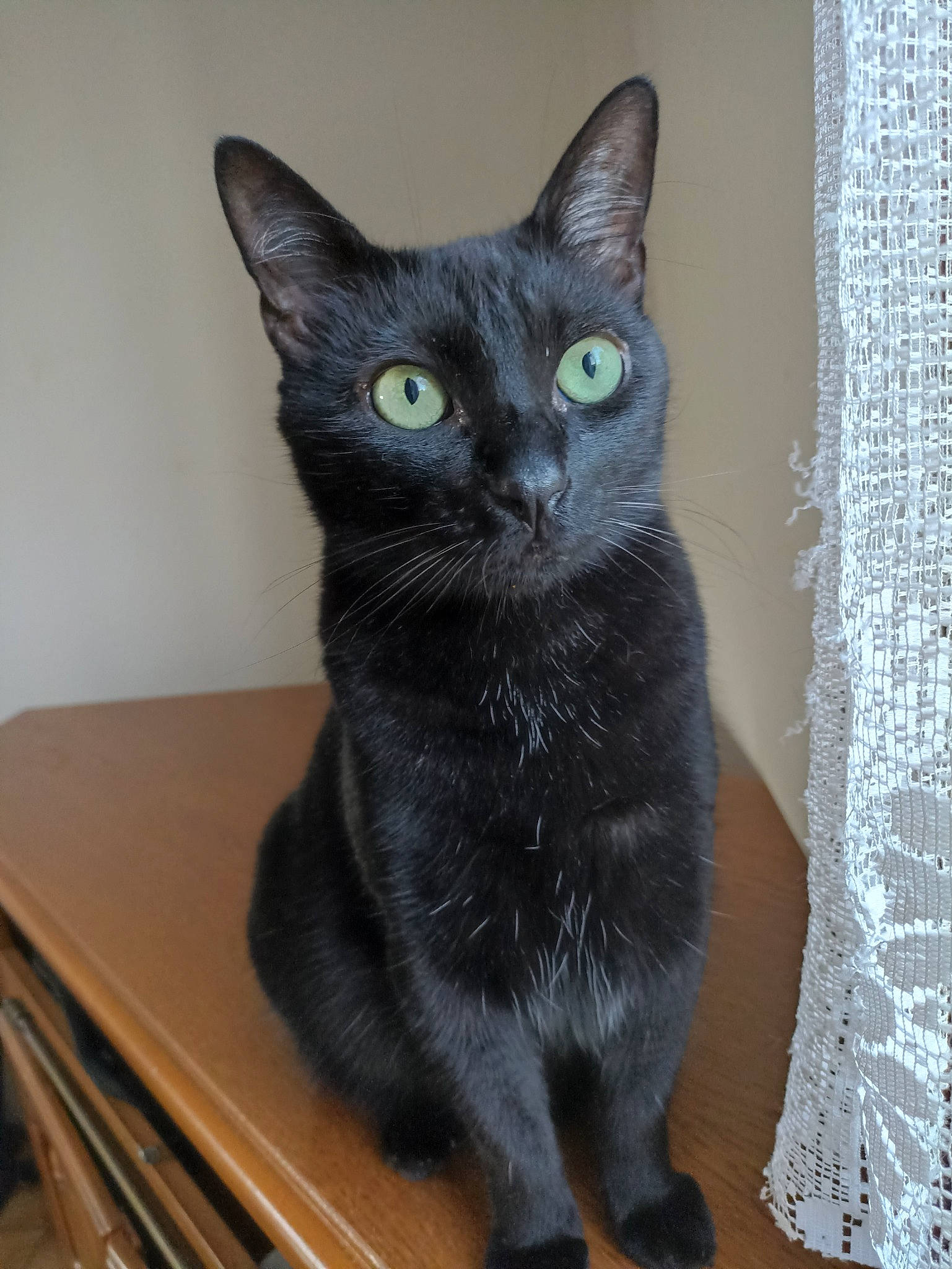 Cyrius a rejoint le concours — aidez-le/la à gagner de superbes lots ! black_cat, bombay, carnivore, cat, cat_furniture, cat_supply, curtain, domestic_short_haired_cat, felidae, fur, grey, iris, small_to_medium_sized_cats, snout, tail, terrestrial_animal, whiskers