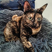 Pepete participe au concours pour gagner de l'argent avec cette photo : cat, close_up, cozy, cushion, ear, feline, fur, green_eyes, home_interior, indoor, paw, pet, pillow, portrait, resting, shaggy_blanket, sleepy, textured, tortoiseshell_cat, whiskers