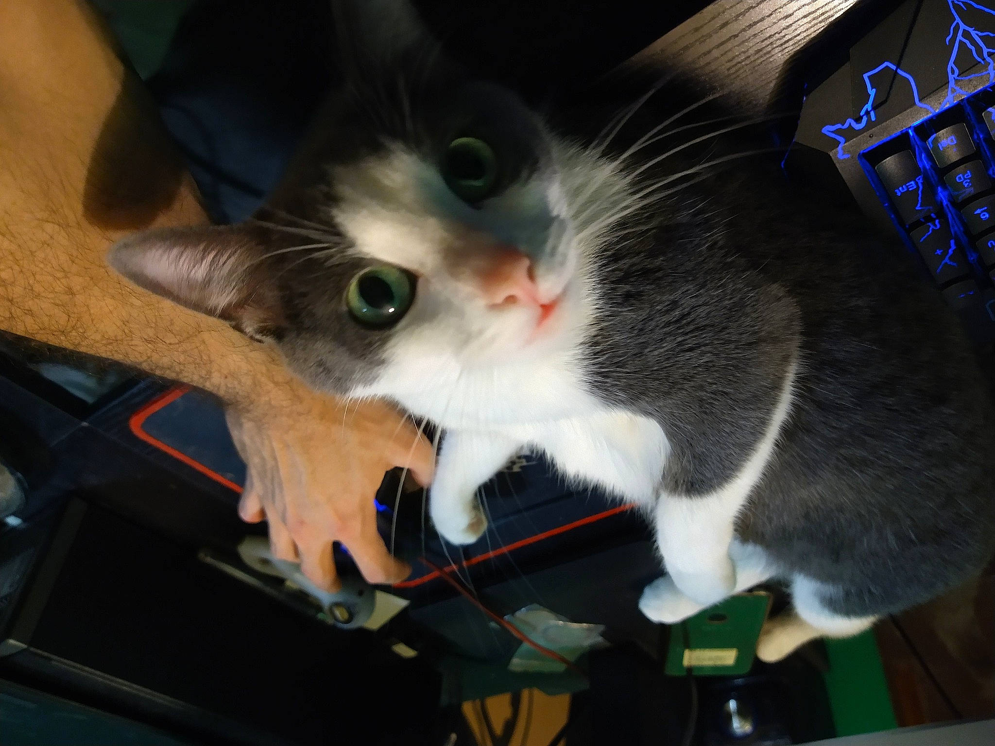 Ellie joined the competition — help win amazing prizes! auto_part, carnivore, cat, claw, comfort, domestic_short_haired_cat, felidae, fur, lap, paw, small_to_medium_sized_cats, snout, tail, whiskers, windshield, wire